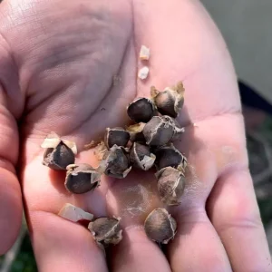 Moringa Oleifera Seeds - Miracle Tree Seeds for Growing - Image 4