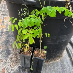 Moringa Oleifera Starter Plant - Drumstick Tree - Horseradish Tree Live Plant - Image 4
