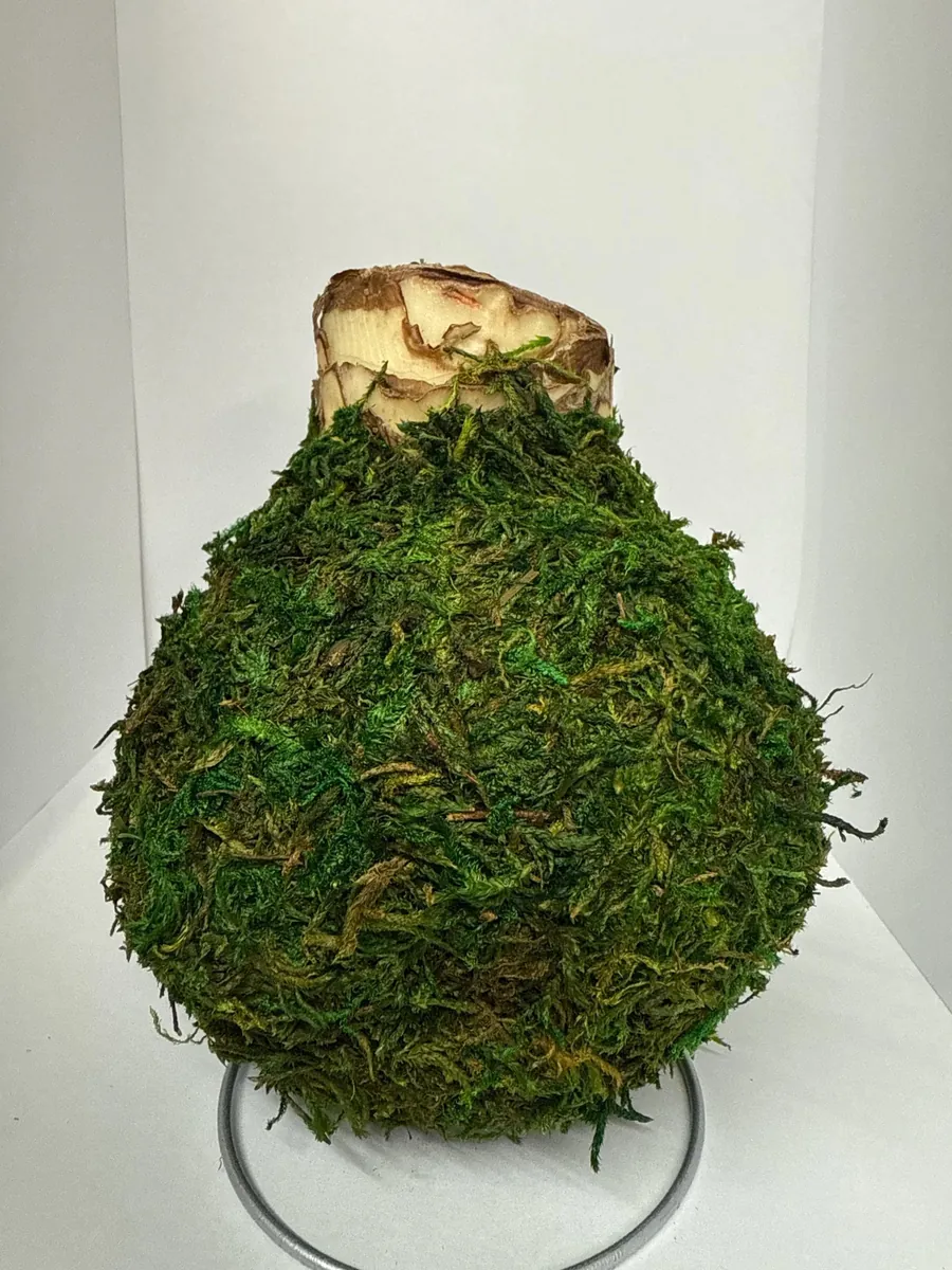 Moss Covered Red Lion Waxed Amaryllis Bulb 28/32 - Indoor Plant - Image 3