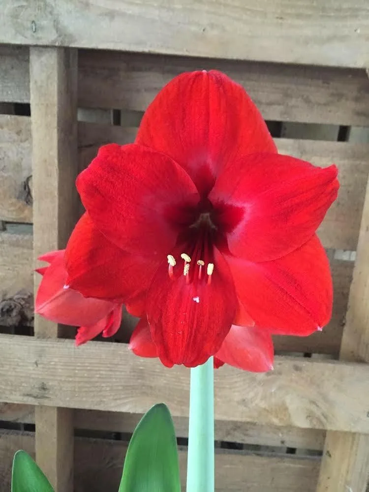 Moss Covered Red Lion Waxed Amaryllis Bulb 28/32 - Indoor Plant - Image 1