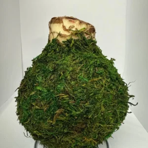 Moss Covered Revelation Waxed Amaryllis Bulb Size 28/32 - No Water Indoor Display - Image 3