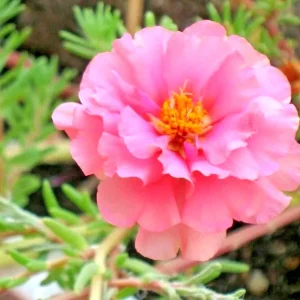 Moss Rose Purslane Portulaca Grandiflora Flower Seeds - Succulent Flowering Plant - Image 4