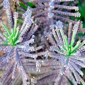 Mother of Millions (Kalanchoe tubiflora) Drought Tolerant Plant Seeds - 25 Seeds - Image 2