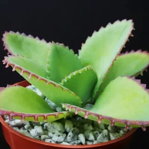 Mother of Thousands Kalanchoe Daigremontiana Seeds - Succulent - 25 Seeds - Image 1