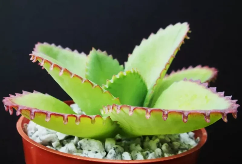 Mother of Thousands Kalanchoe Daigremontiana Seeds - Succulent - 25 Seeds - Image 2