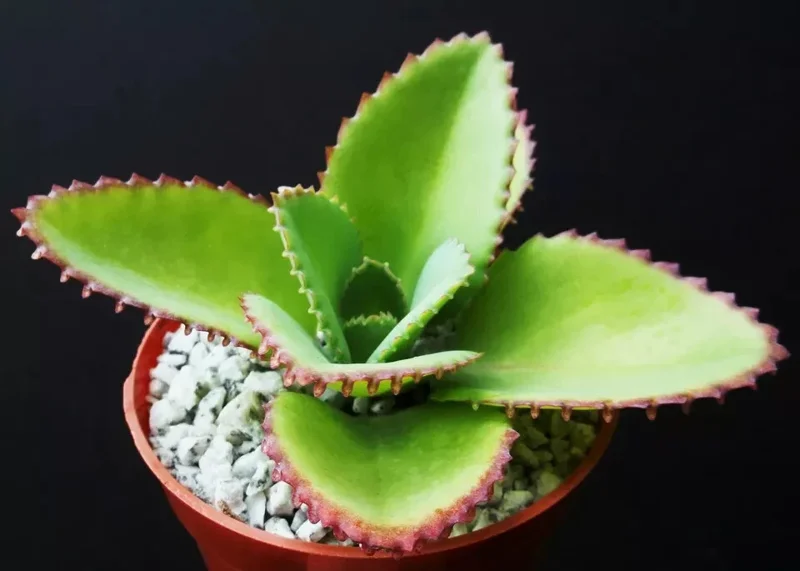 Mother of Thousands Kalanchoe Daigremontiana Seeds - Succulent - 25 Seeds - Image 3