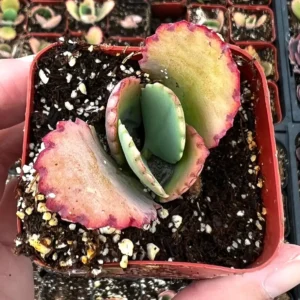 Mother of Thousands Kalanchoe Succulent Live Plant - 2