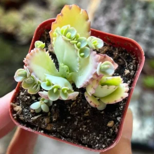 Mother of Thousands Kalanchoe Succulent Live Plant - 2" or 4" Pot - Image 1