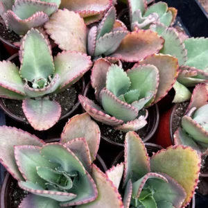 Mother of Thousands Kalanchoe Succulent Live Plant - 2