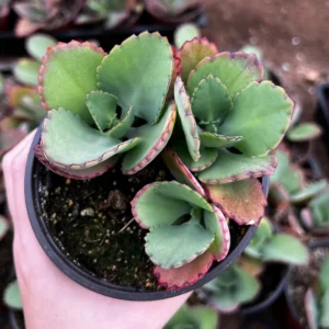 Mother of Thousands Kalanchoe Succulent Live Plant - 2