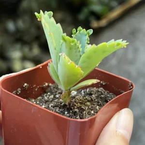 Mother of Thousands Kalanchoe Succulent Live Plant - 2