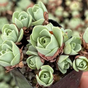 Mountain Rose Succulent Live Plant - Greenovia Aurea, 2" Pot, Indoor/Outdoor - Image 2