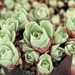 Mountain Rose Succulent Live Plant - Greenovia Aurea, 2