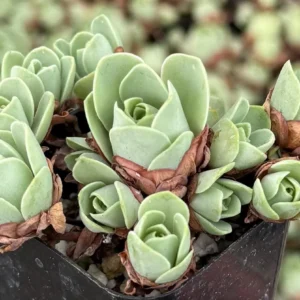Mountain Rose Succulent Live Plant - Greenovia Aurea, 2