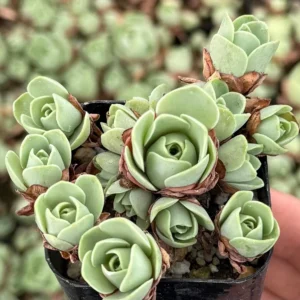 Mountain Rose Succulent Live Plant - Greenovia Aurea, 2