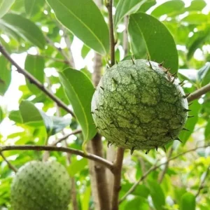 Mountain Soursop Live Plant - Annona muricata - Tropical Fruit Tree 12-20" Tall - Image 2