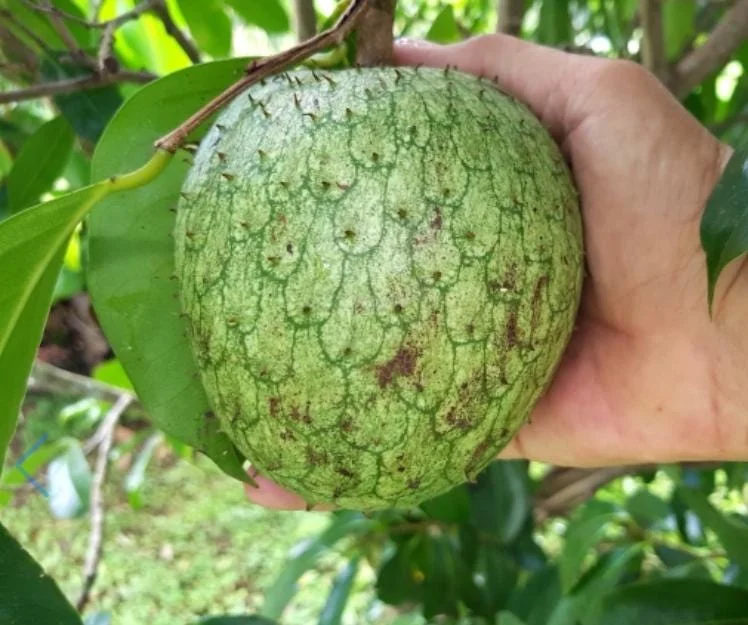 Mountain Soursop Live Plant - Annona muricata Tropical Fruit Tree - 6-10" Tall Starter - Image 2