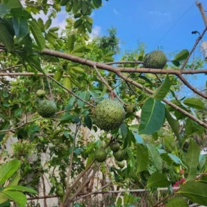 Mountain Soursop Live Plant - Annona muricata Tropical Fruit Tree - 6-10
