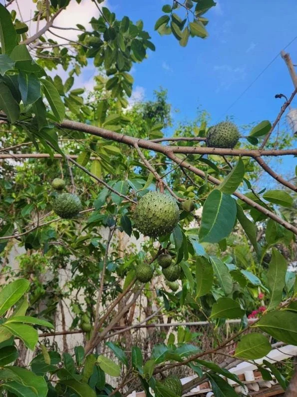 Mountain Soursop Live Plant - Annona muricata Tropical Fruit Tree - 6-10" Tall Starter - Image 3