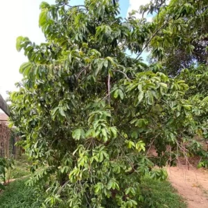 Mountain Soursop Live Plant - Annona muricata - Tropical Fruit Tree 12-20