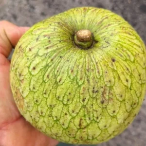 Mountain Soursop Live Plant - Annona muricata Tropical Fruit Tree - 6-10