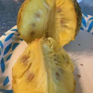 Mountain Soursop Live Plant - Annona muricata Tropical Fruit Tree - 6-10