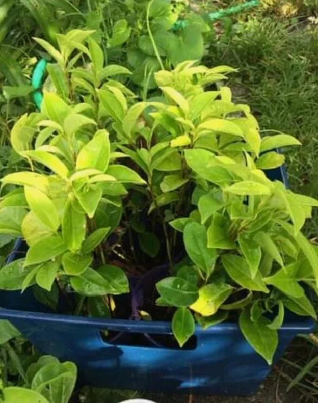 Mountain Soursop Live Plant - Annona muricata Tropical Fruit Tree - 6-10" Tall Starter - Image 7