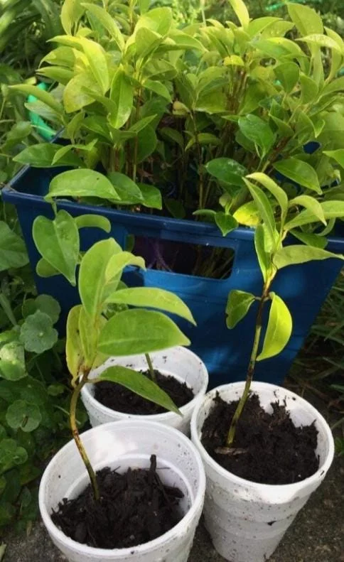 Mountain Soursop Live Plant - Annona muricata Tropical Fruit Tree - 6-10" Tall Starter - Image 8