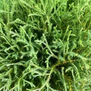 Mr. Bowling Ball Arborvitae Live Plant - 12-18