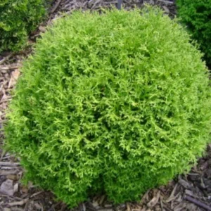Mr. Bowling Ball Arborvitae Live Plant - 12-18