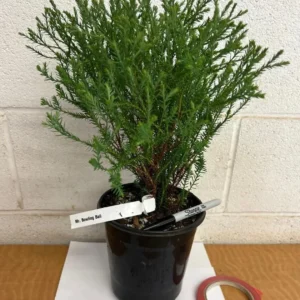 Mr. Bowling Ball Arborvitae Live Plant - 12-18