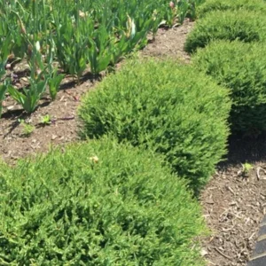 Mr. Bowling Ball Arborvitae Live Plant – 4-6" Tall – 1 Quart Pot – Compact Globe Evergreen Shrub - Image 2