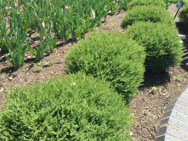 Mr. Bowling Ball Arborvitae Live Plant – 4-6" Tall – 1 Quart Pot – Compact Globe Evergreen Shrub - Image 2