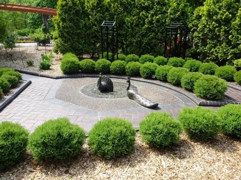 Mr. Bowling Ball Arborvitae Live Plant – 4-6" Tall – 1 Quart Pot – Compact Globe Evergreen Shrub - Image 3