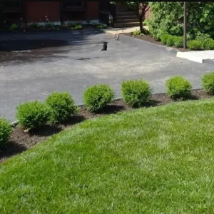 Mr. Bowling Ball Arborvitae Live Plant – 4-6