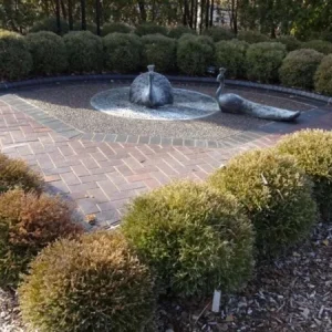 Mr. Bowling Ball Arborvitae Live Plant – 4-6