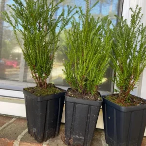 Mr. Bowling Ball Arborvitae Live Plant – 4-6