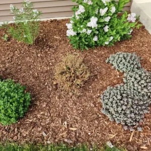 Mr. Bowling Ball Arborvitae Live Plant – 4-6