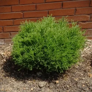 Mr. Bowling Ball Arborvitae Live Plant – 4-6" Tall – 1 Quart Pot – Compact Globe Evergreen Shrub - Image 1