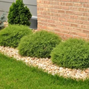 Mr Bowling Ball Arborvitae Live Tree - 4-6" Tall - 1qt Pot - Thuja occidentalis - Image 2