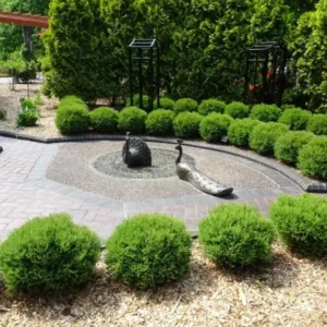 Mr Bowling Ball Arborvitae Live Tree - 4-6