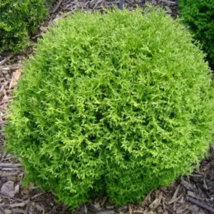 Mr Bowling Ball Arborvitae Live Tree - 4-6" Tall - 1qt Pot - Thuja occidentalis - Image 1