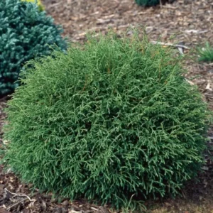 Mr Bowling Ball Arborvitae Live Tree - 4-6
