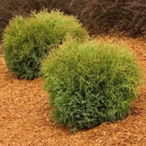 Mr Bowling Ball Arborvitae Live Tree - 4-6