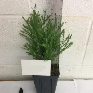 Mr Bowling Ball Arborvitae Live Tree - 4-6