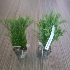 Mr Bowling Ball Arborvitae Live Tree - 4-6