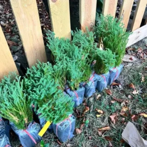 Mr Bowling Ball Arborvitae Live Tree - 4-6