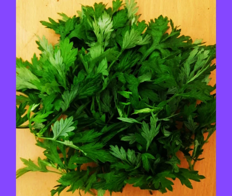 Mugwort Live Plant - Artemisia Argyi Silvery Wormwood - Medium 1ft - Image 11