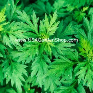 Mugwort Live Plant - Artemisia Argyi Silvery Wormwood - Medium 1ft - Image 2