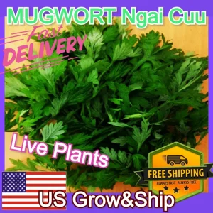 Mugwort Live Plant - Artemisia Argyi Silvery Wormwood - Medium 1ft - Image 4